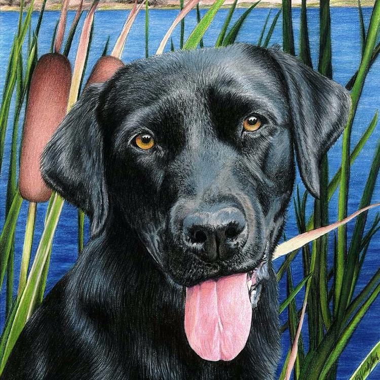 Black Lab