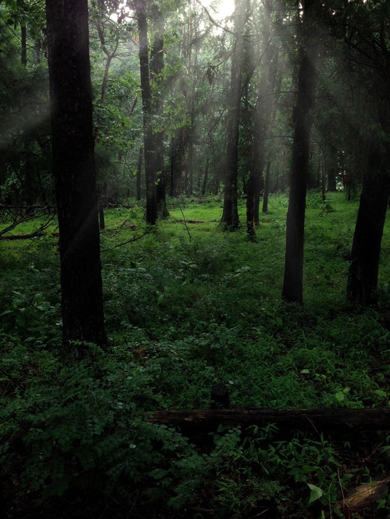 Virginia Woods