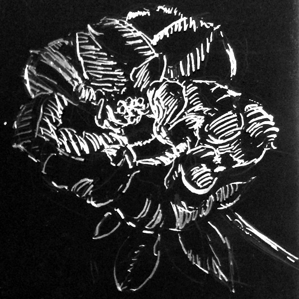 Rose Scratchboard