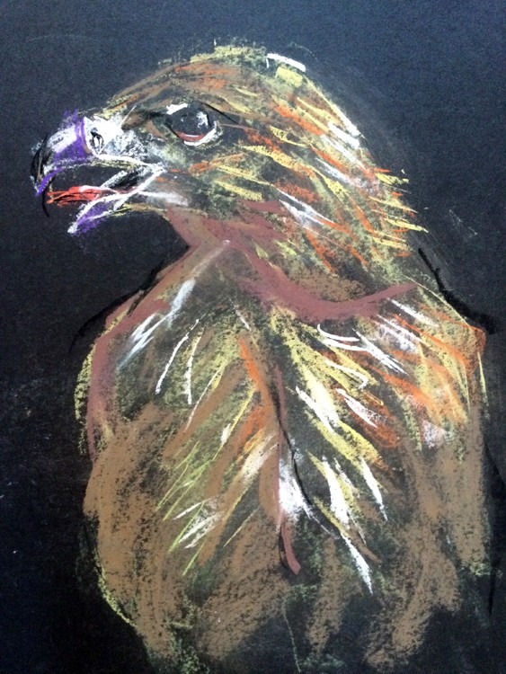 Eagle Drawing