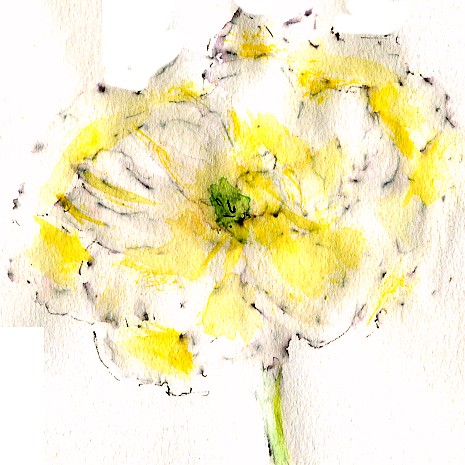Yellow Rose Watercolor Sketch