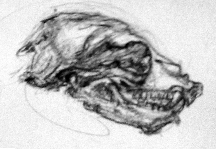 Sea Lion Skull Drawing