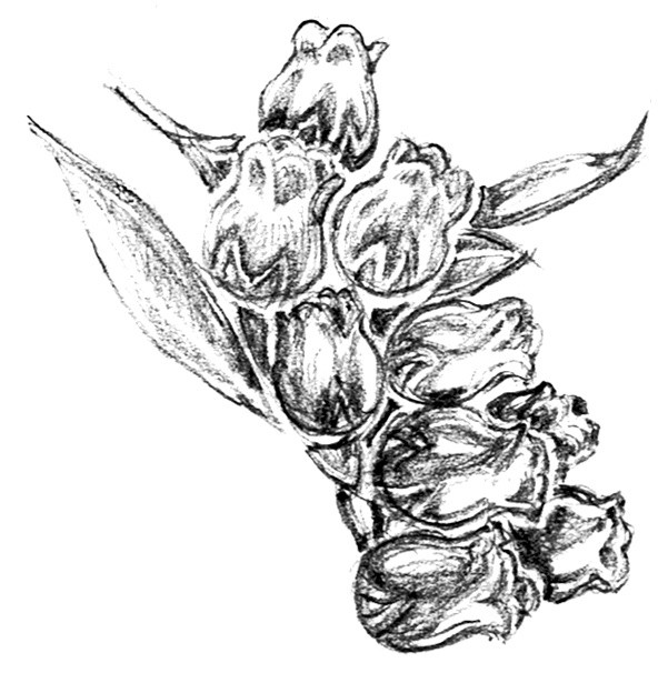Manzanita Drawing