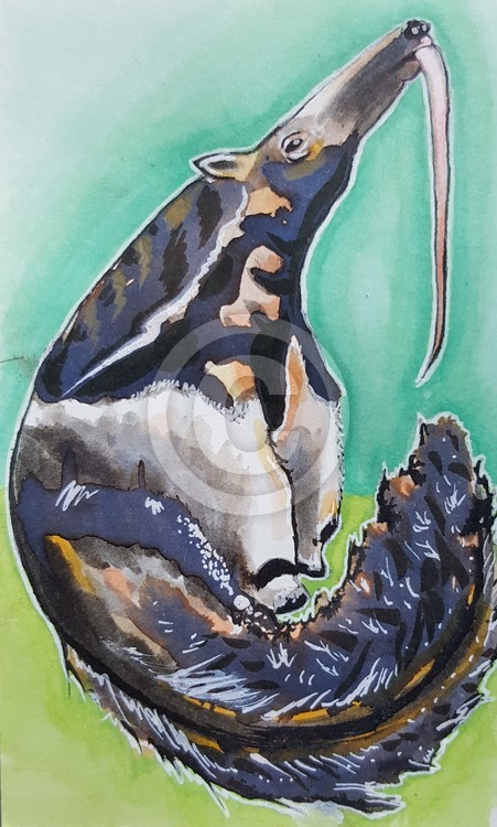 Ant eater