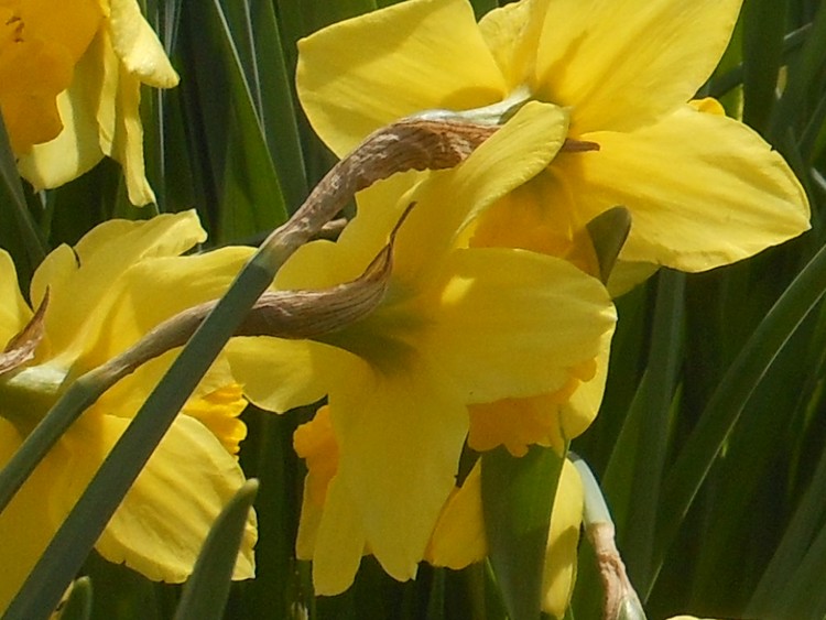 spring