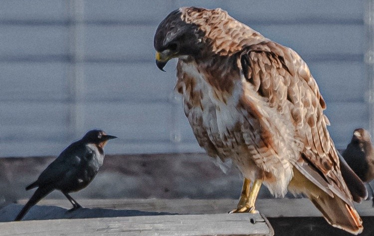 Hawk at Ferry Point  - July 11 2026