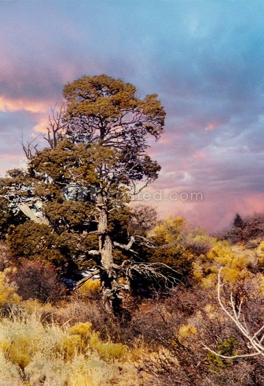 Old pine and sand