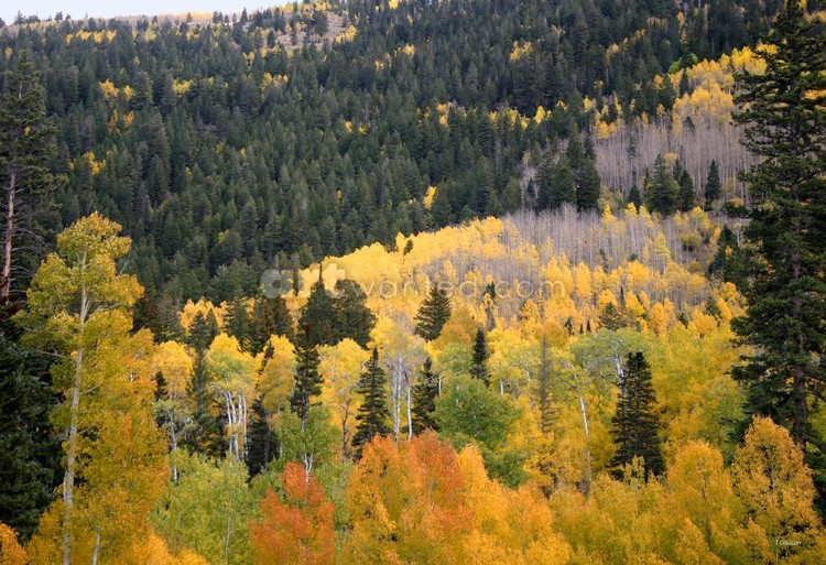Golden color of fall