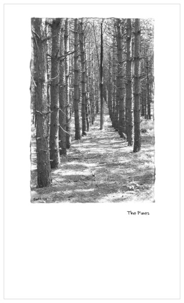 The Pines