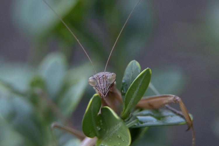 Praying Mantis