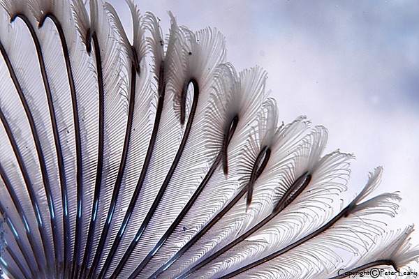 Feather Duster Worm Inverted
