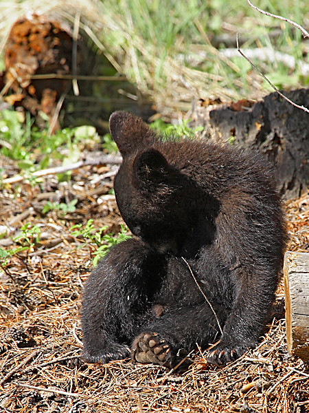 Black Bear Cub 4