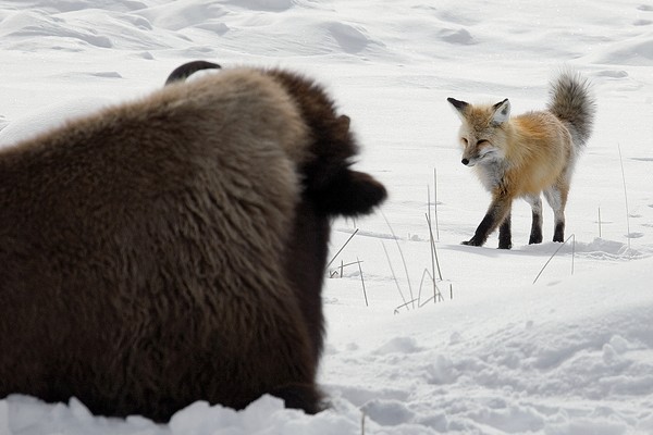Fox and Bison