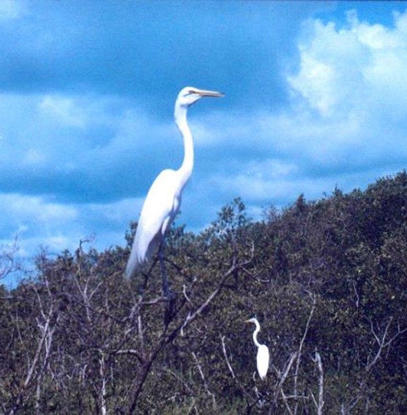 Herons