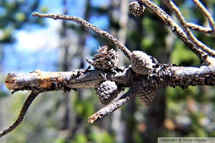 Branch