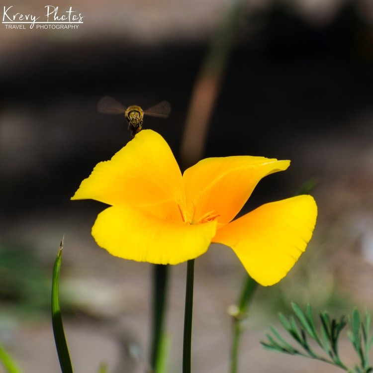 Bee and Poppy