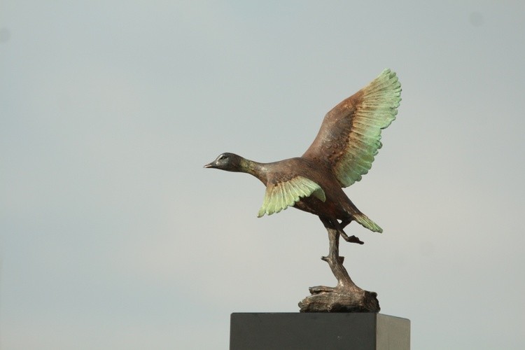 Flying Duck