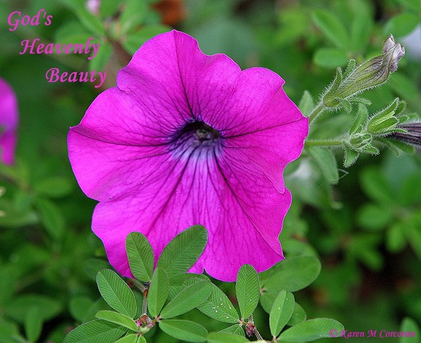 God's Heavenly Beauty