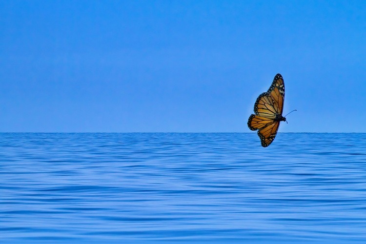 monarch flyer
