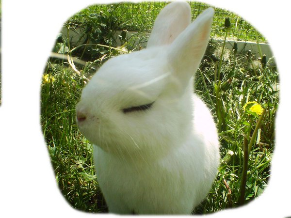 Little Bunny 1
