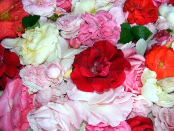 Franzis Summer Roses