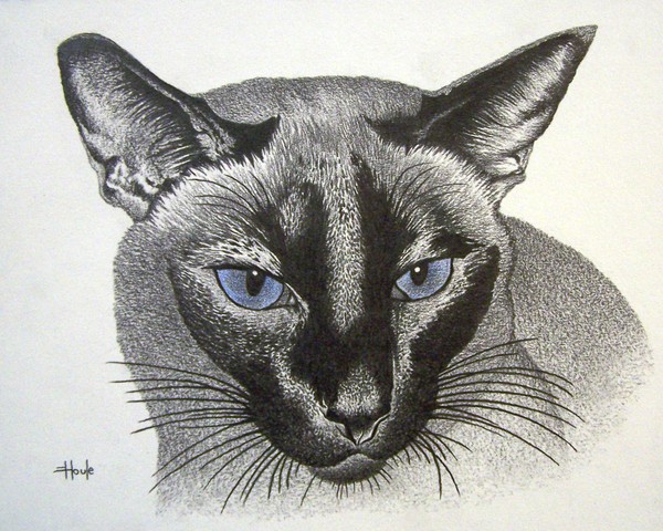 Blue Eyes - Ginger