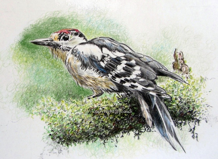 Spotted woodpecker