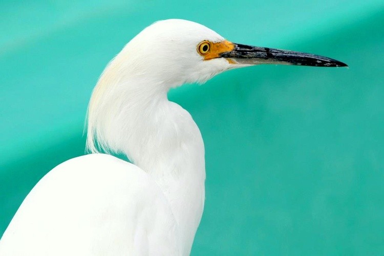 SnowyEgret