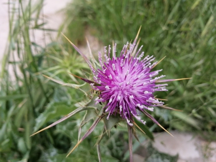 Milk thistle flower