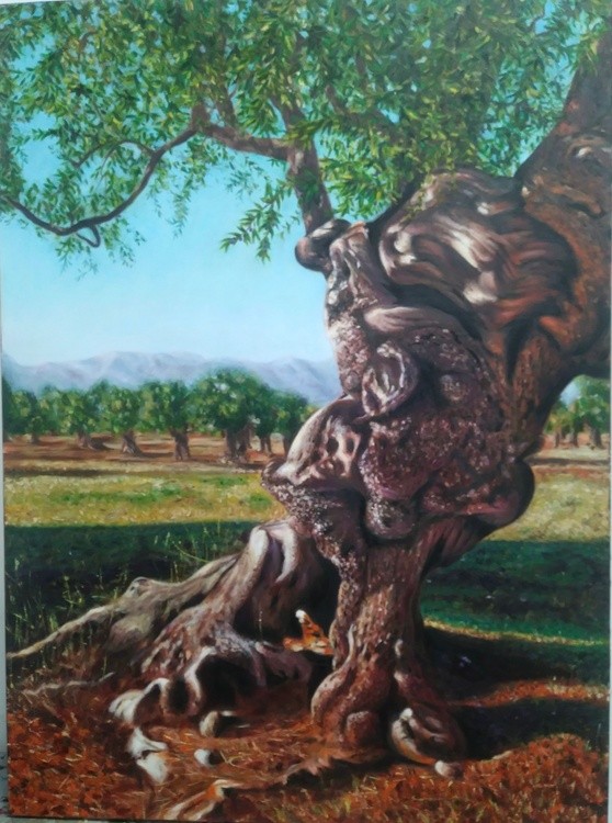 Old Olive Tree