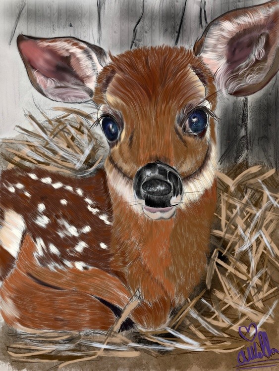 A Fawn
