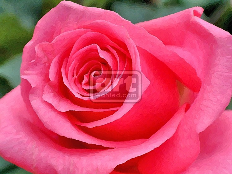 Red Rose Closeup