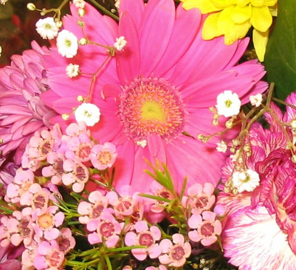 Pink Delight