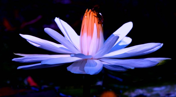 Lilly