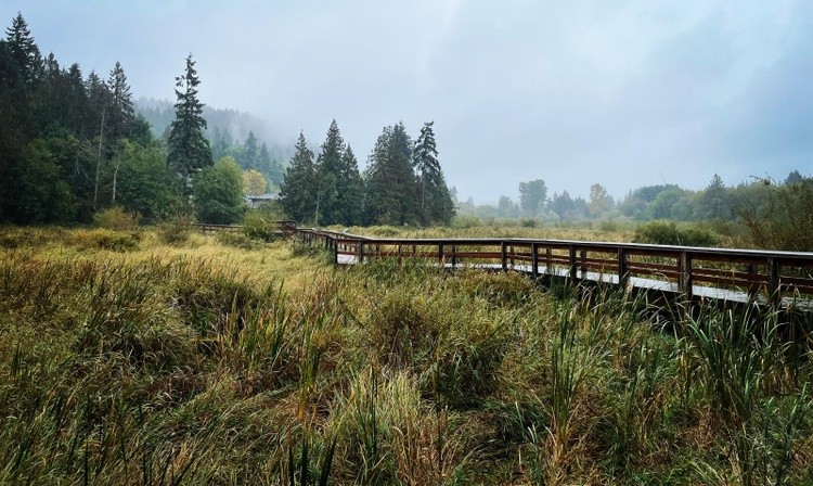 Misty Marsh