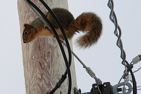 Squirrel on a Wire