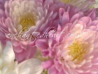 Chrysanthemums