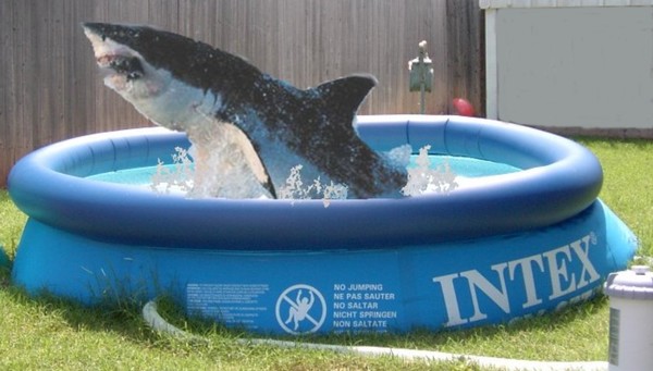 Pool Shark