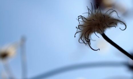 Tendril