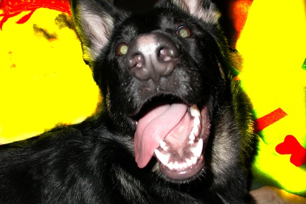 Happy Dog
