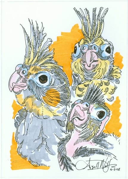 Cockatiels 