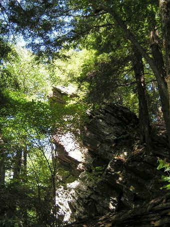 New England woodland scene