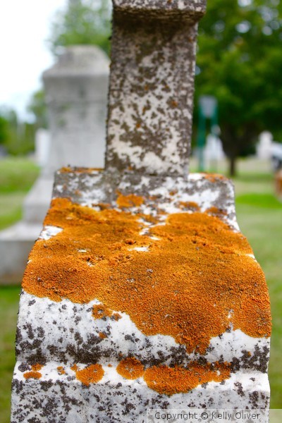 Orange Moss