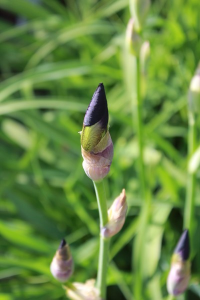 Iris Bud
