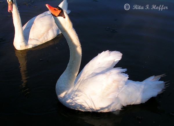 Angry Swan