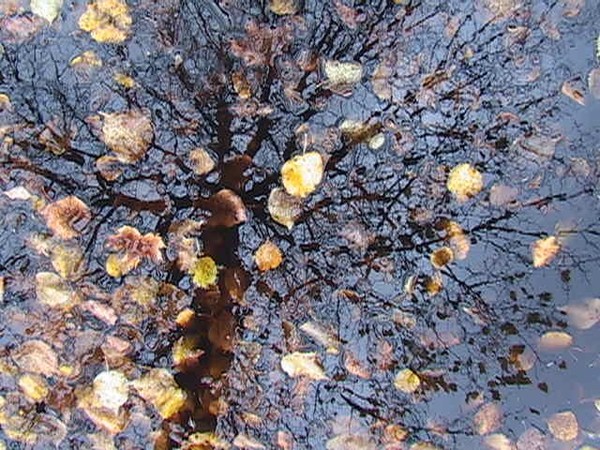 tree submerged under its own leaves