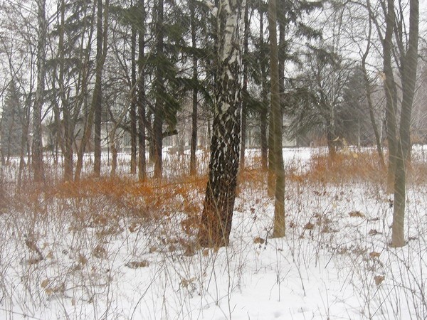 Winter Motif