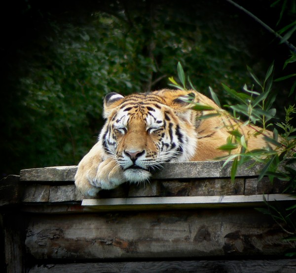 En Svensk Tiger