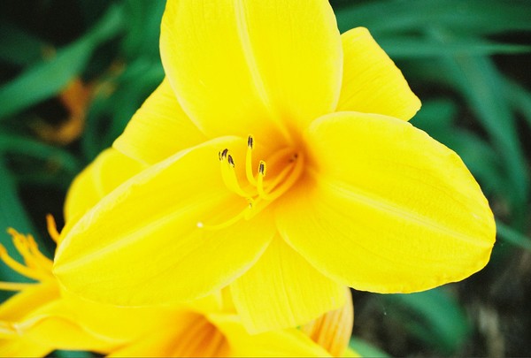 yellow...