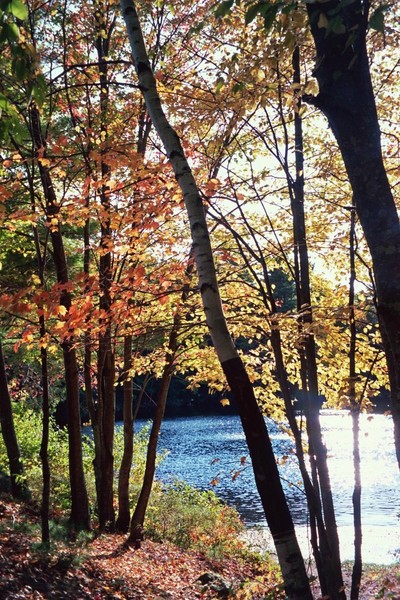 Tall Fall Shadows